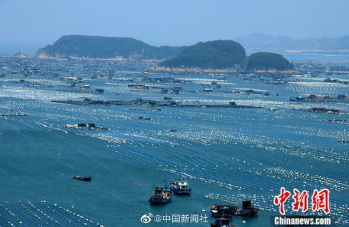 福建连江 海上牧场 蔚为壮观